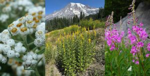 A collage of various wildflowers in a mountainous landscape